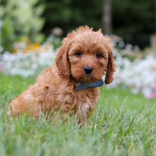 Hudson - Available 8/6