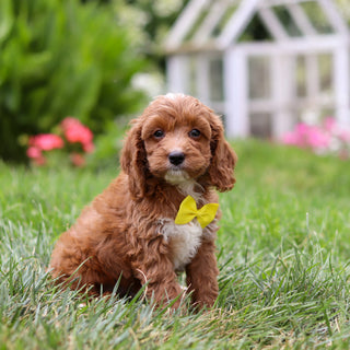 Herb - Available 8/6