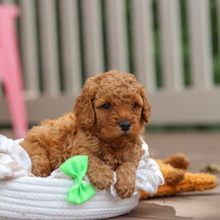 Floyd - Available 8/13