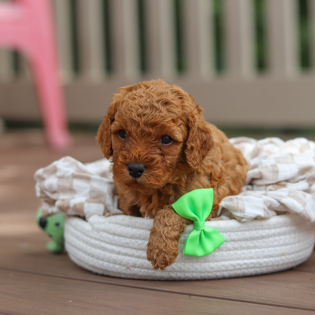 Floyd - Available 8/13