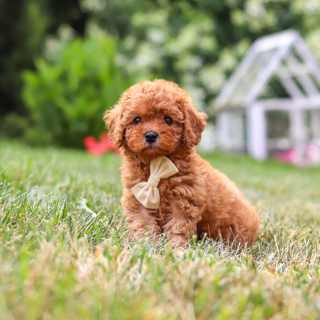 Flash - Available 8/13