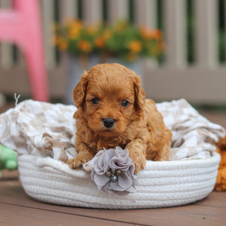 Franklin - Available 8/13