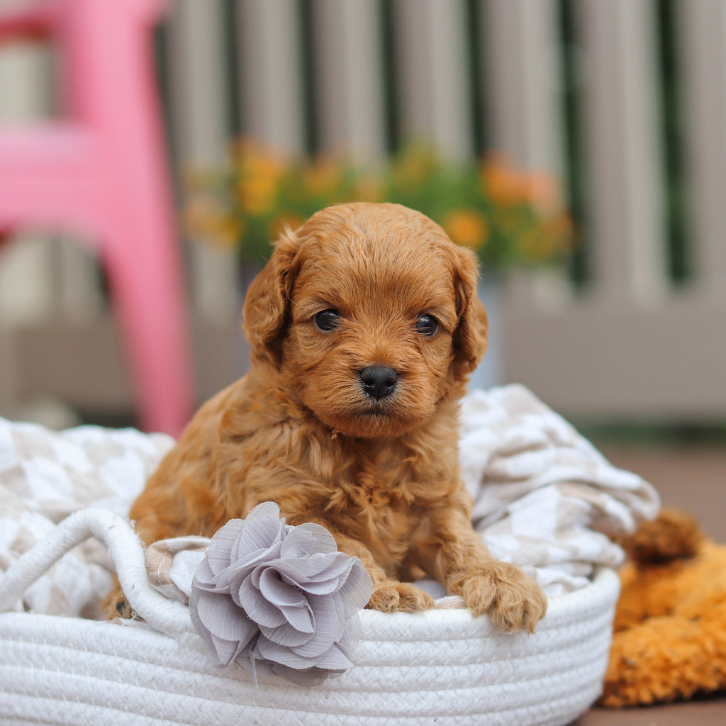 Franklin - Available 8/13