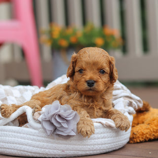 Franklin - Available 8/13