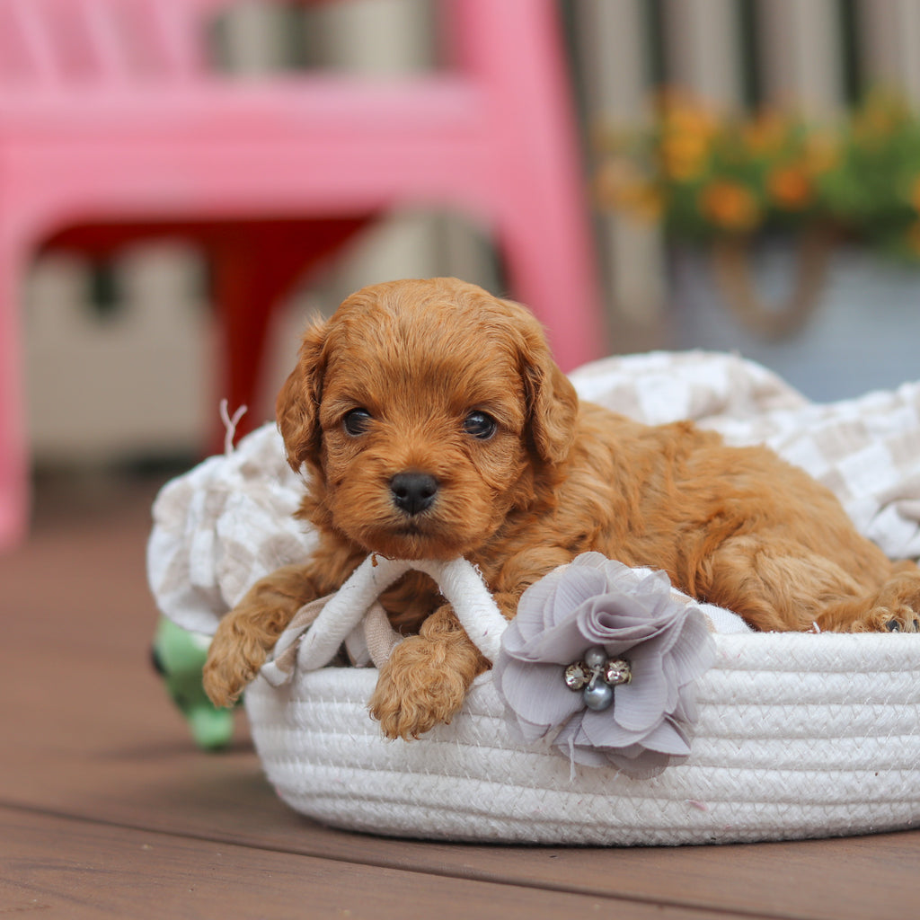 Franklin - Available 8/13