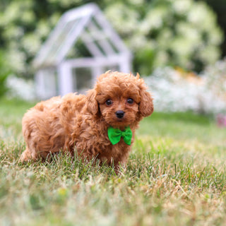 Franklin - Available 8/13