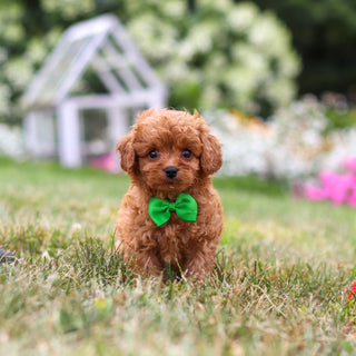 Franklin - Available 8/13