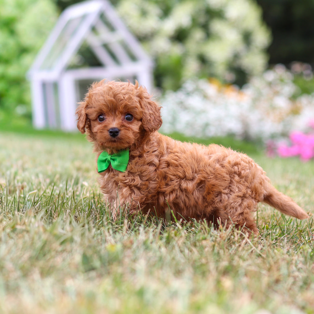 Franklin - Available 8/13