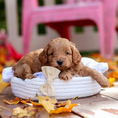 Bart - Available 11/19