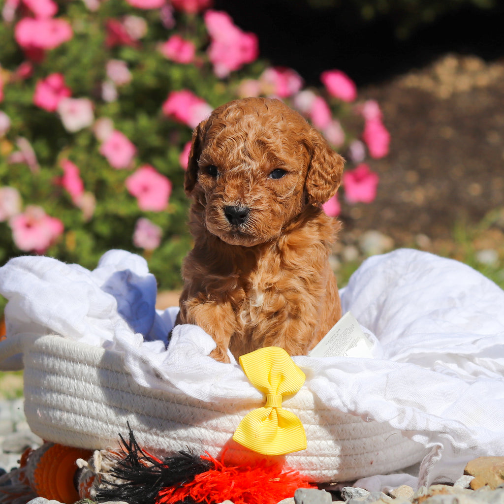 Dodger - Available 11/25