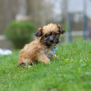 Pierre - Available 4/30