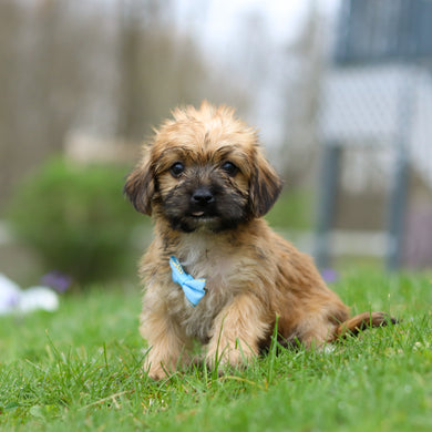 Prince - Available 4/30