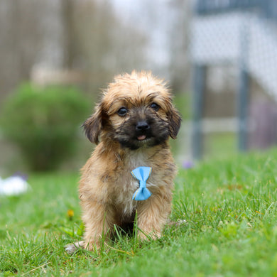 Prince - Available 4/30