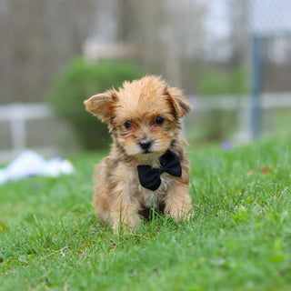 Pete - Available 4/30