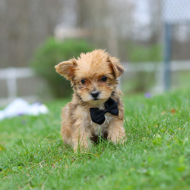 Pete - Available 4/30