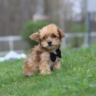 Pete - Available 4/30