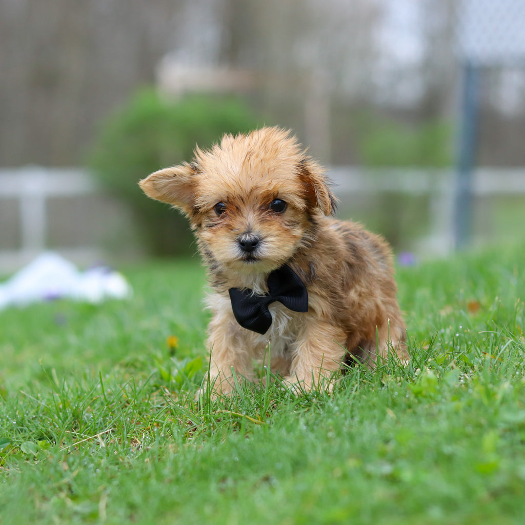 Pete - Available 4/30