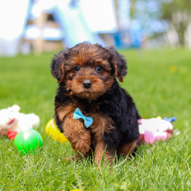 Theo - Available May 7