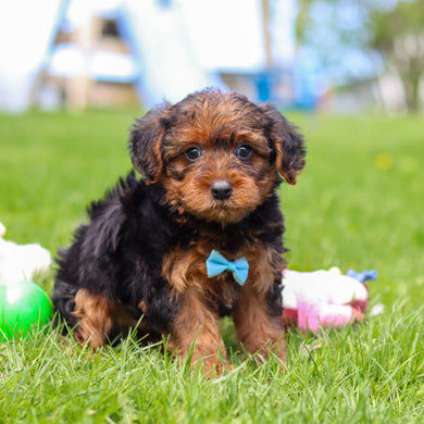 Theo - Available May 7