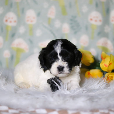 Oakley - Available 5/21