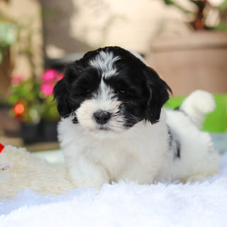 Oakley - Available 5/21