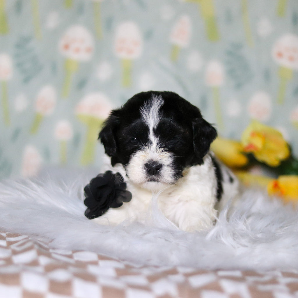 Oakley - Available 5/21