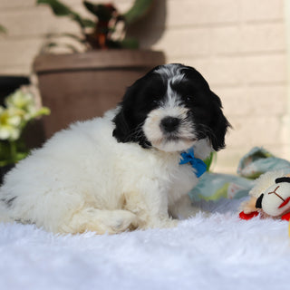 Oakley - Available 5/21
