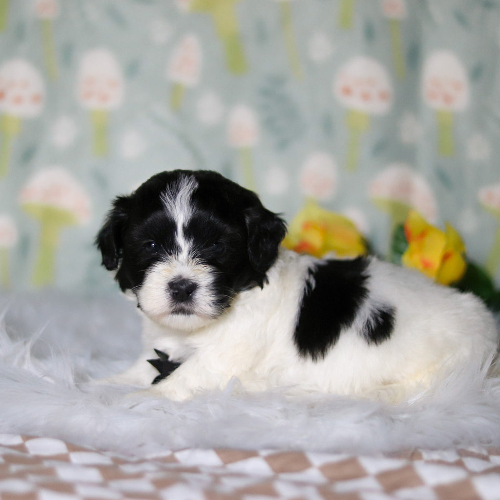 Oakley - Available 5/21