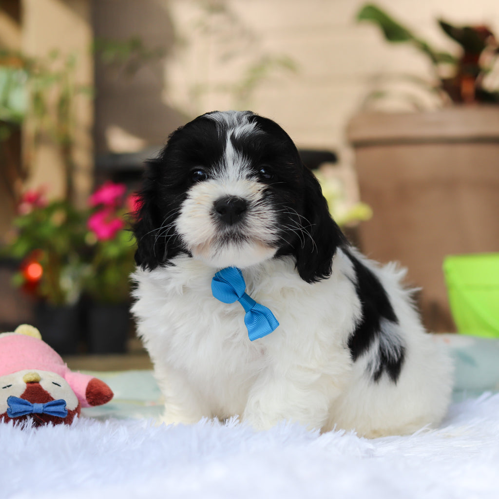 Oakley - Available 5/21