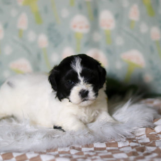 Oakley - Available 5/21