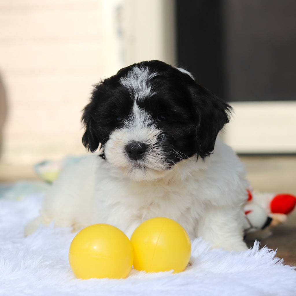 Oakley - Available 5/21