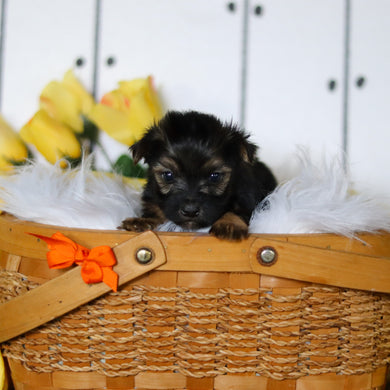 Bluebird - Available 5/7