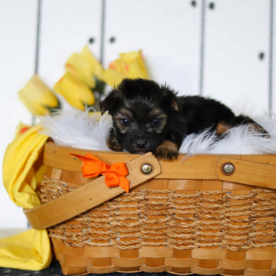 Bluebird - Available 5/7