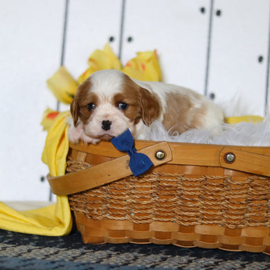 Marty - Available 5/14