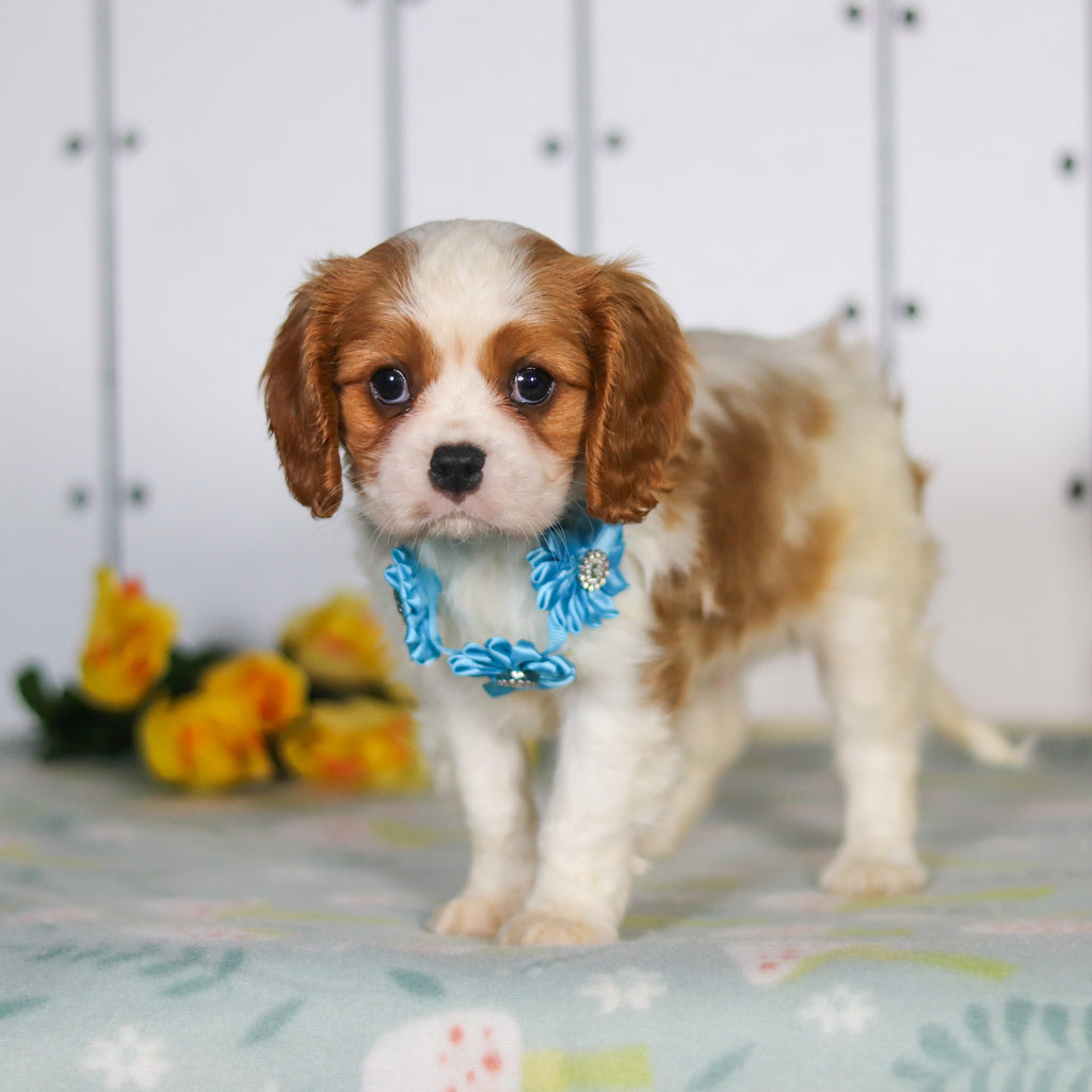 Marty - Available 5/14
