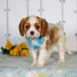 Marty - Available 5/14
