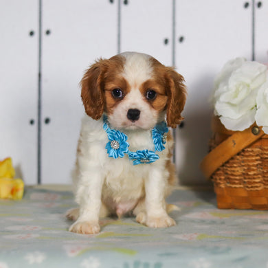 Marty - Available 5/14