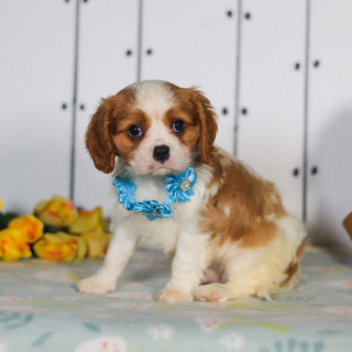 Marty - Available 5/14