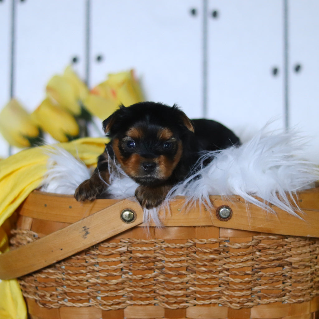 Dante - Available 5/14