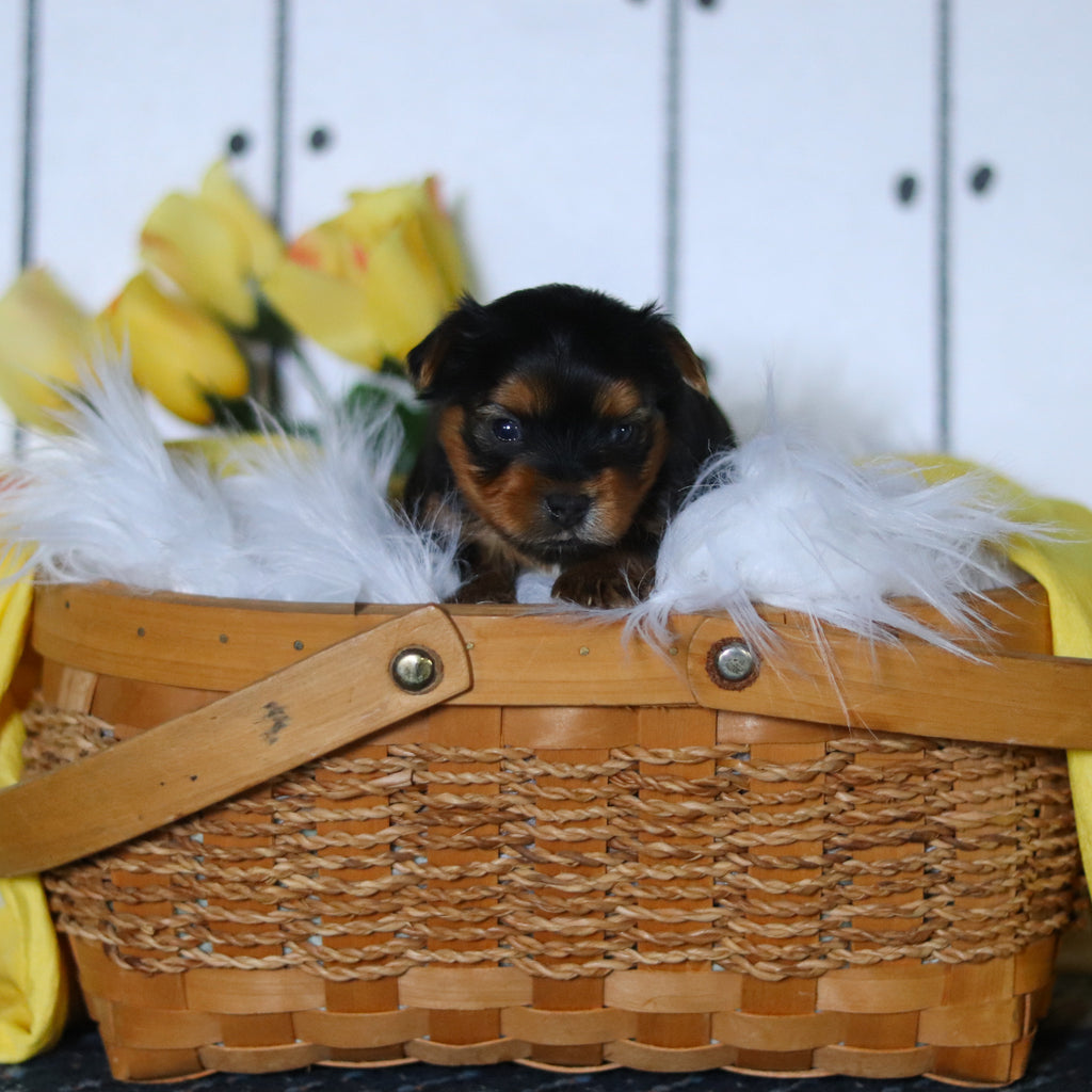 Dante - Available 5/14