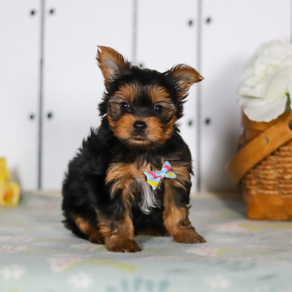 Dante - Available 5/14