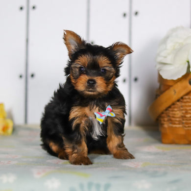 Dante - Available 5/14