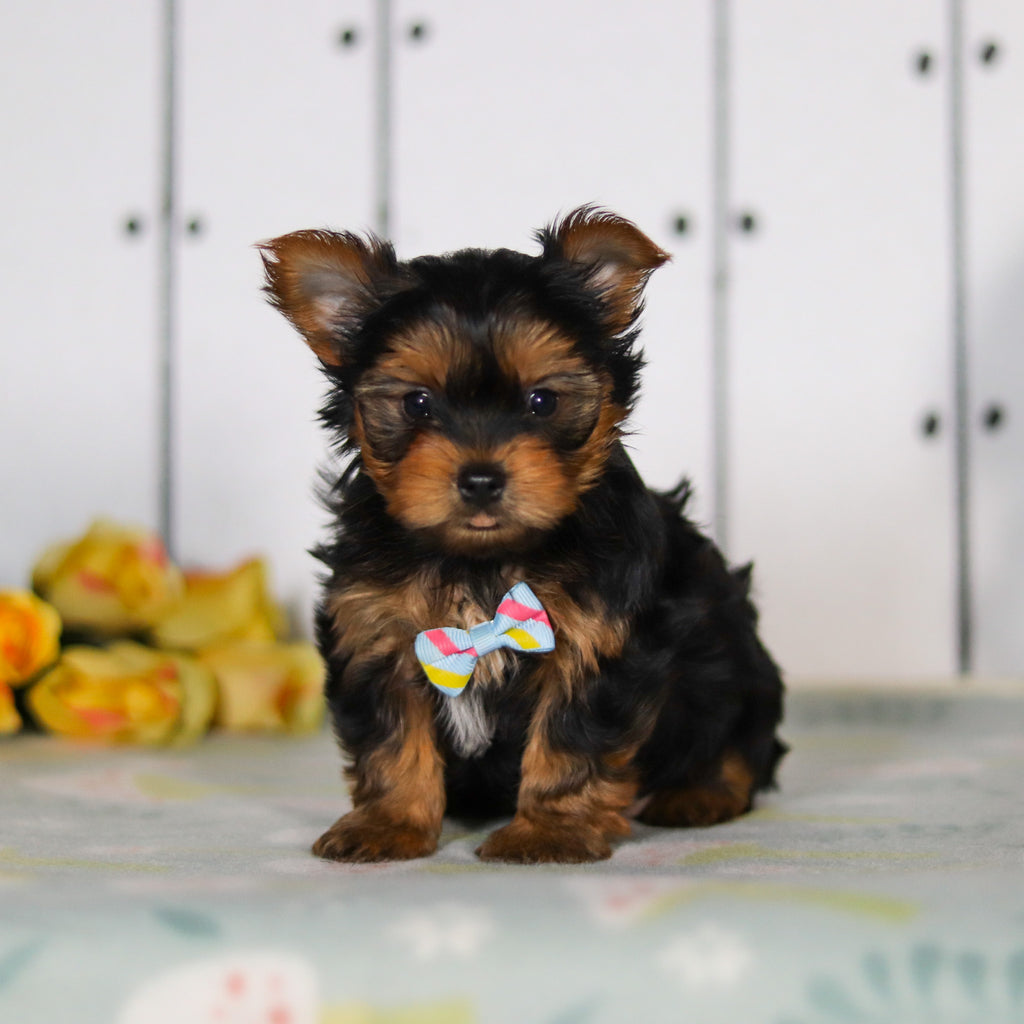 Dante - Available 5/14
