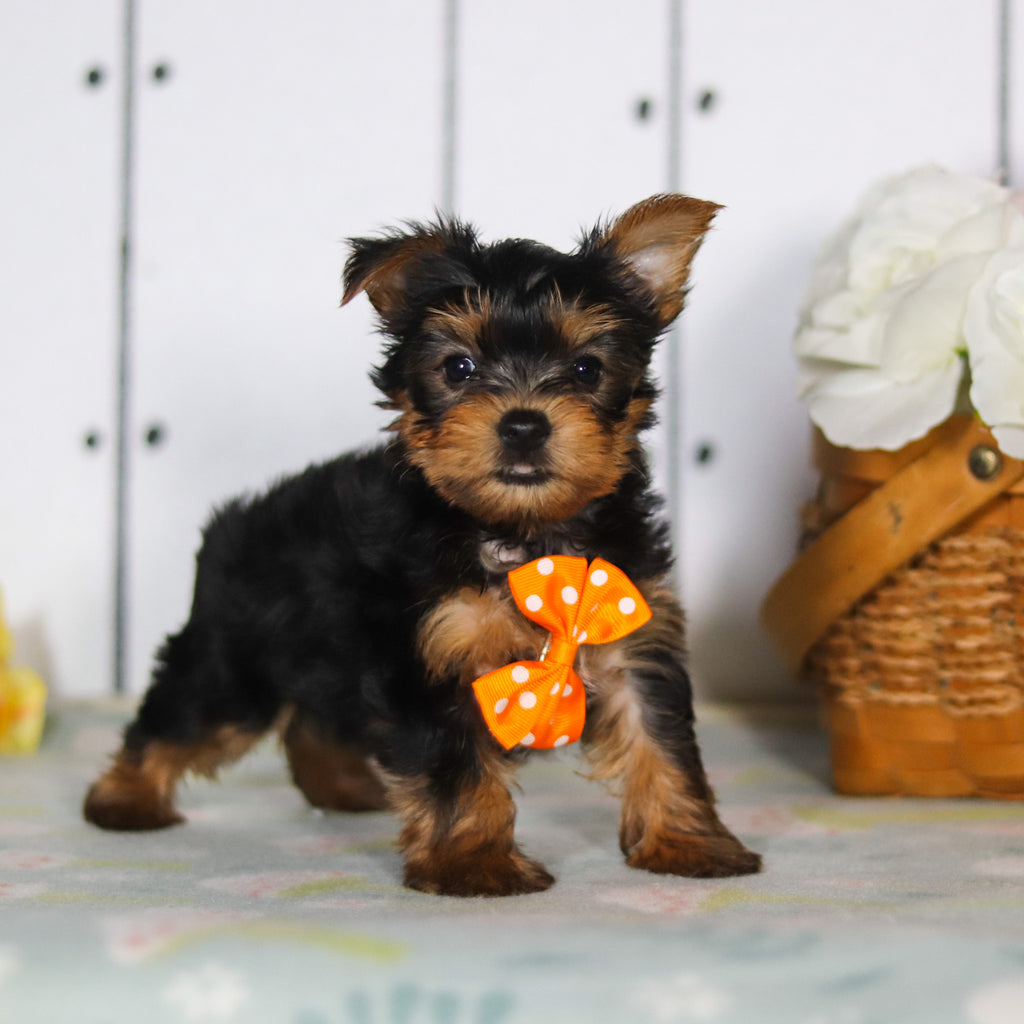 Duke - Available 5/14