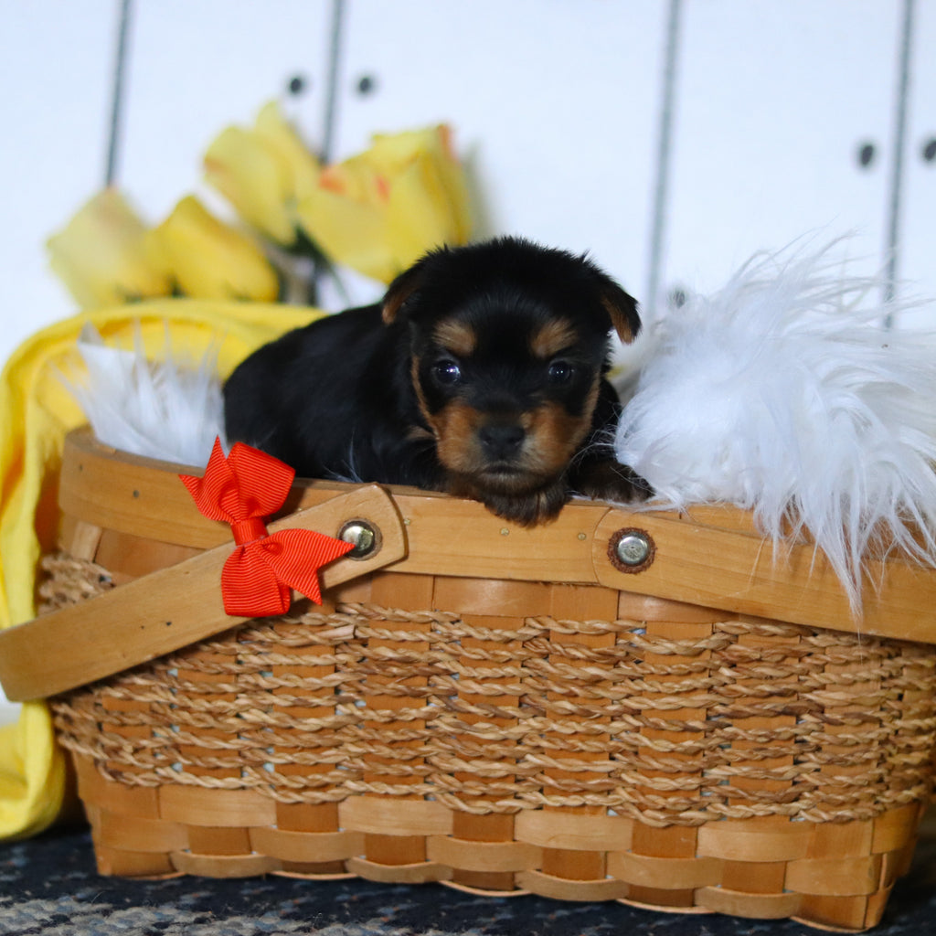 Duke - Available 5/14