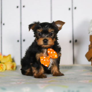 Duke - Available 5/14