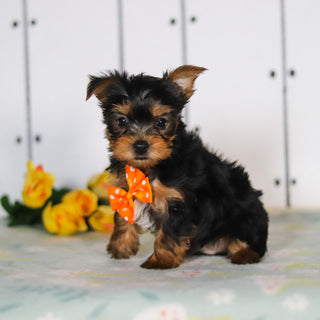Duke - Available 5/14