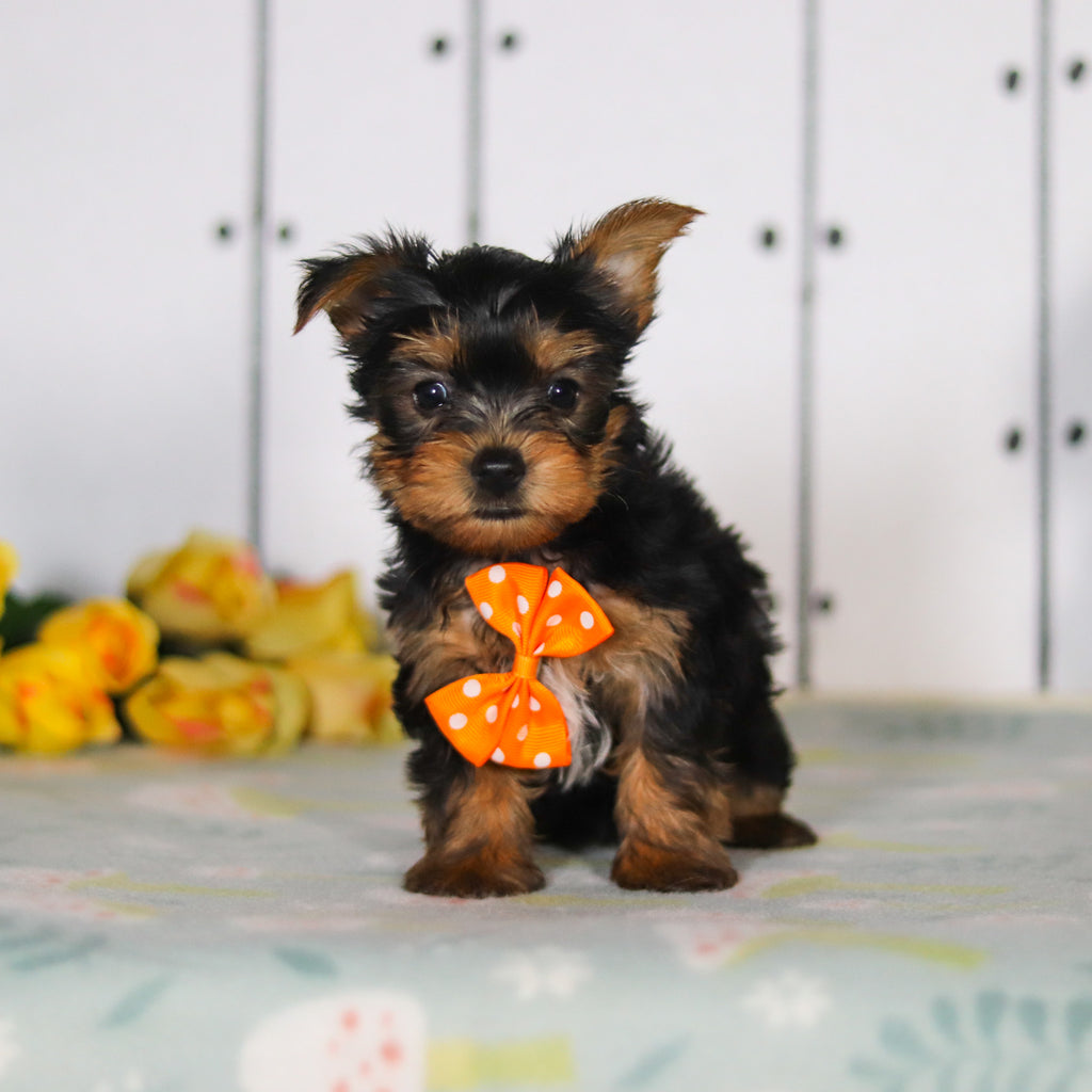 Duke - Available 5/14