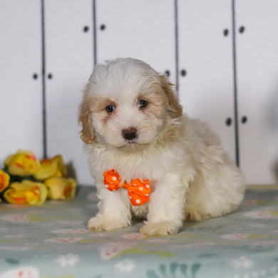 Larry - Available 5/14