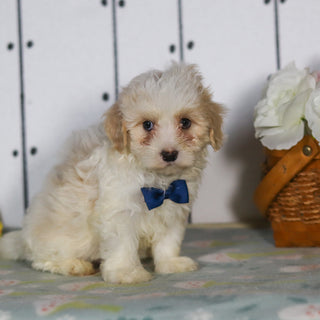 Leon - Available 5/14